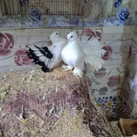 کبوتر دم چتری کاکلی گردن لرزان