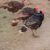 ۲تا بقلمون نر. فروشی