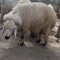 بره نر فروشی