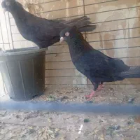 زاغ ابادانی