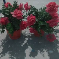 گلدان تمیز