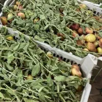 انجیر درجه یک باغات میمه