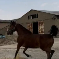 اسب مادیان کورد مادیون کرد