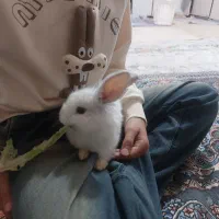 خرگوش خونگی پشمالو