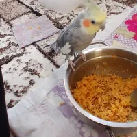 عروس هلندی