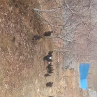 مرغ و خروس مرندی