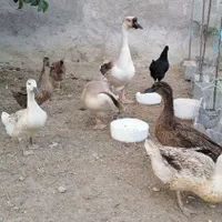 قوغاز آفریقایی ،اردک مرغابی کله سبز،جوجه گردن لخت|حیوانات مزرعه|تهران, مجیدیه|دیوار