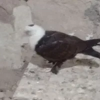 پرنده|پرنده|رشتخوار, |دیوار