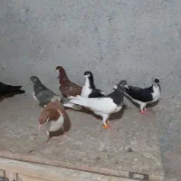 جوجه