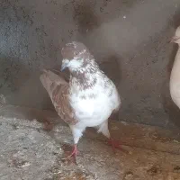 کبوتر