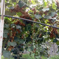 کیوی هایوارد