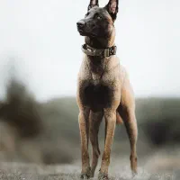 بلژین مالینویز