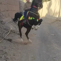 اسب