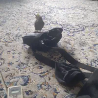 عروس