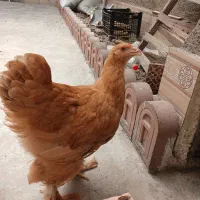 مرغ برهمان