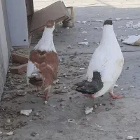 کبوتر هرات