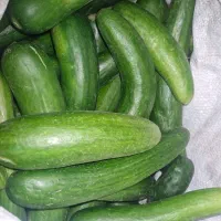خیارسالادی تازه درجه یک کیلویی۳۰
