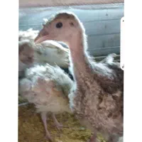 جوجه بوقلمون بور بو و جوجه گلین