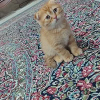 گربه اسکاتیش دبل فولد