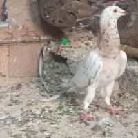 سرور خارجی