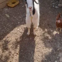 بز ماده شیرده