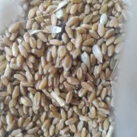 گندم بذری
