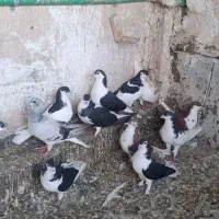 کفتر پلاس
