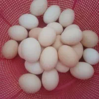 تخم‌مرغ خونگی