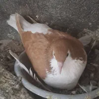ماده چادری  یا ساده  و ماده طوقی