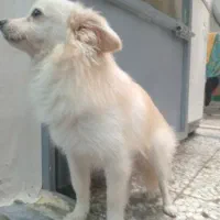 پامر روباهی ماده