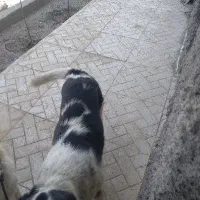 واگذاری سگ نگهبان