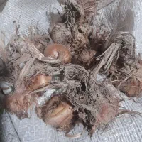 پیاز زعفران