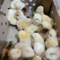 فروش انواع جوجه