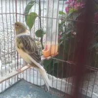 قناری|پرنده|رومشکان, |دیوار