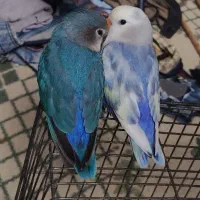 کوتوله برزیلی