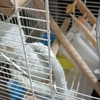 قفس عروس هلندی