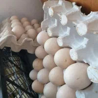 تخم مرغ لاری موجود است ،تازه، درجه یک