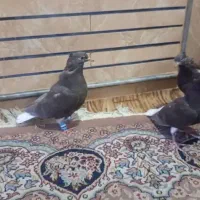 4عدد جوجه دمسفید