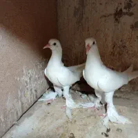 جوجه اوجاپاچا