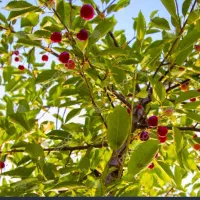 فروش-خونه-باغ