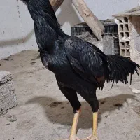 معاوضه با لاری