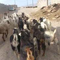۱۷بزغاله نر