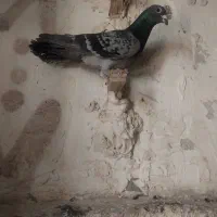 دوستان پرشین  کفتر چاشنین