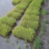 (تم) سبز
