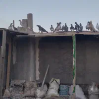 کبوتر پرشی