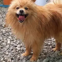 پایمر نر ۲ساله ۱۰تومن