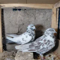 پرنده