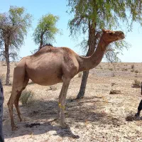 شتر ماده فروشی