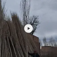 صنوبر و انواع میوه در اردبیل