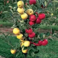 ،نهال|خدمات باغبانی و درختکاری|گرگان, |دیوار